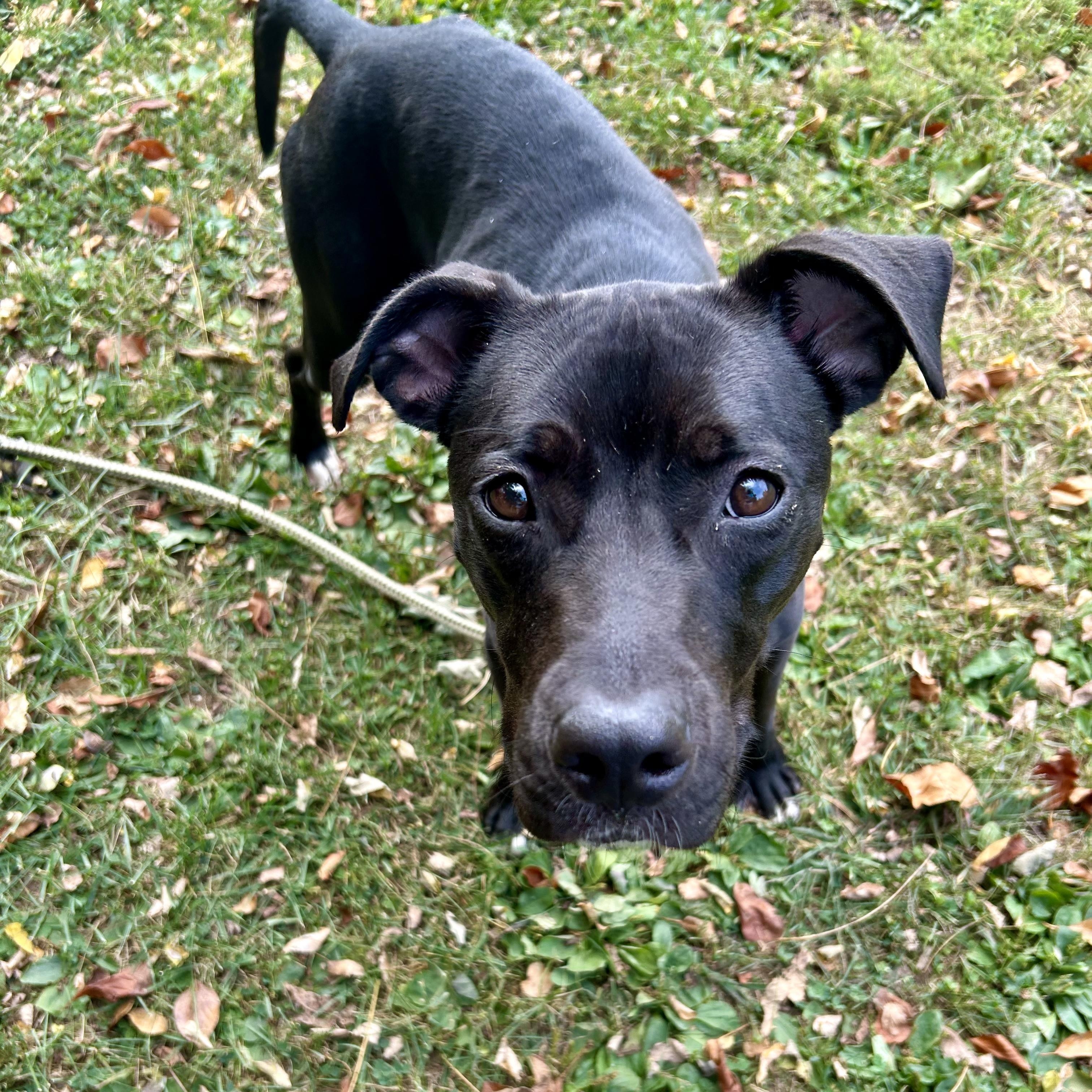 Honey Bee (living in a foster home)