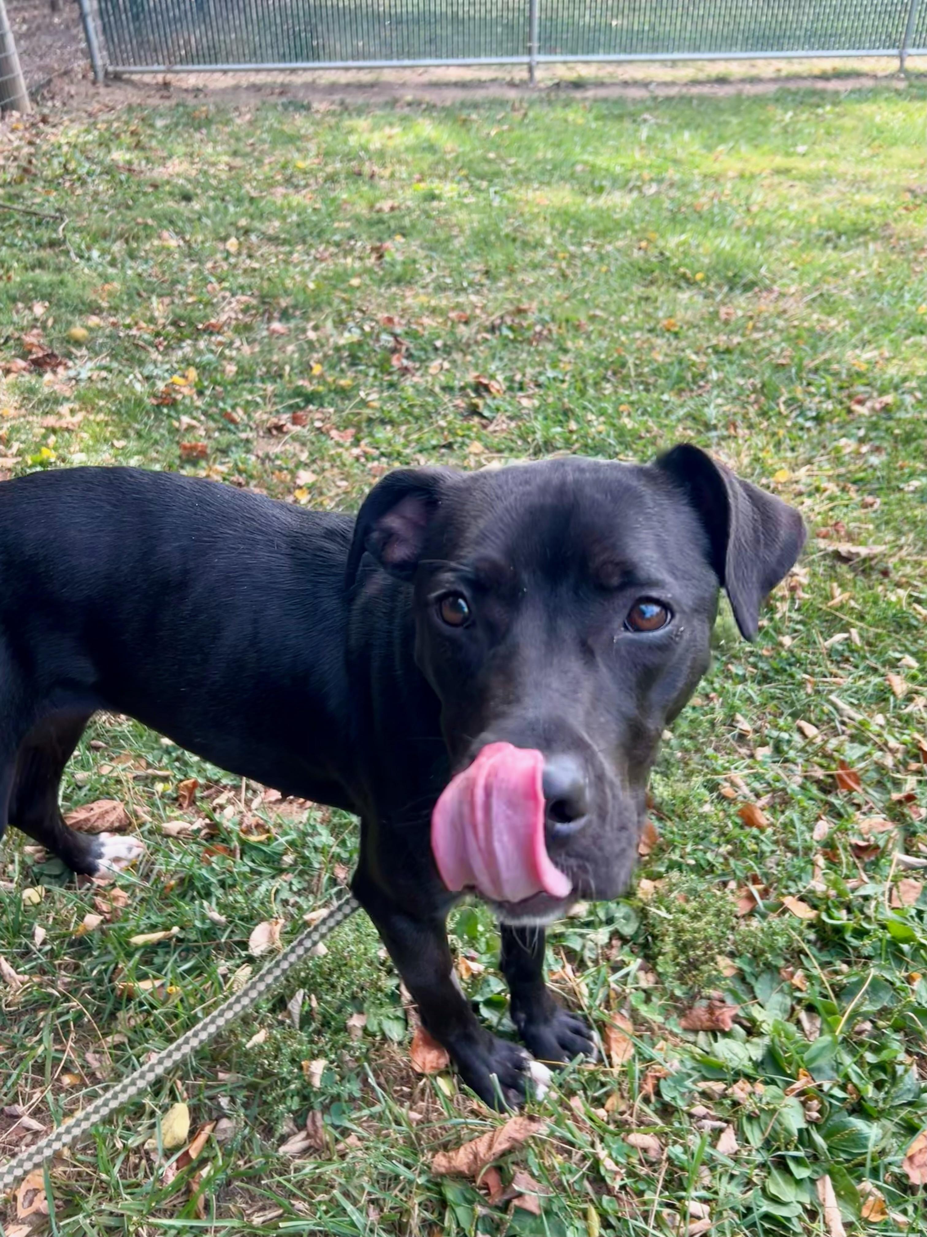 Honey Bee (living in a foster home)