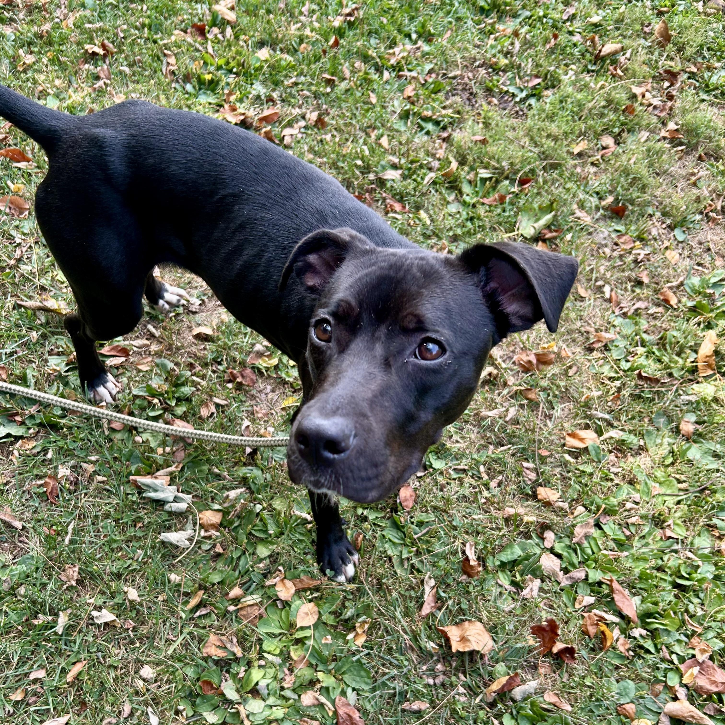 Honey Bee (living in a foster home)