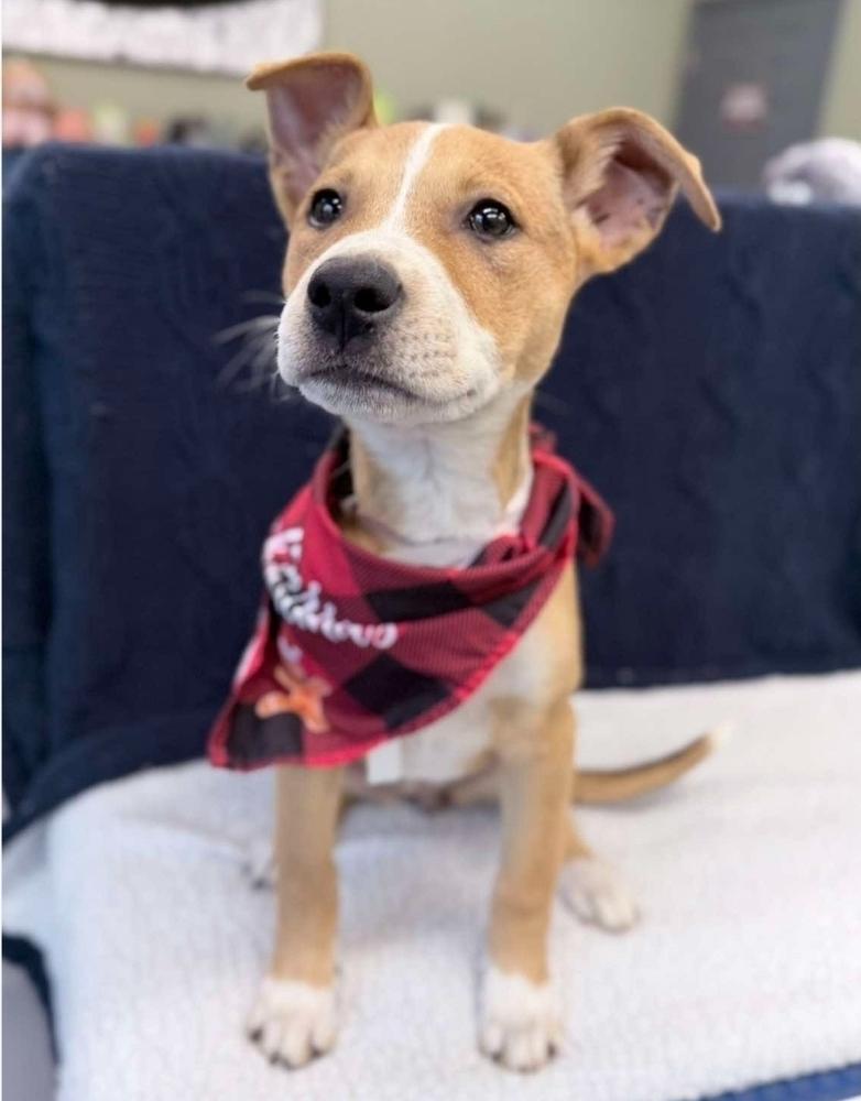 Violet, Adoptable, Puppy Female Labrador Retriever & German Shepherd Dog.