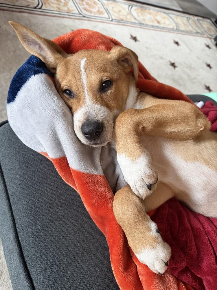 Enlarge Violet, a Adoptable mixed breed in Sedalia, CO image 3/6