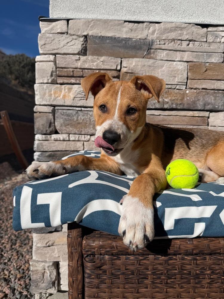 Enlarge Violet, a Adoptable mixed breed in Sedalia, CO image 4/6