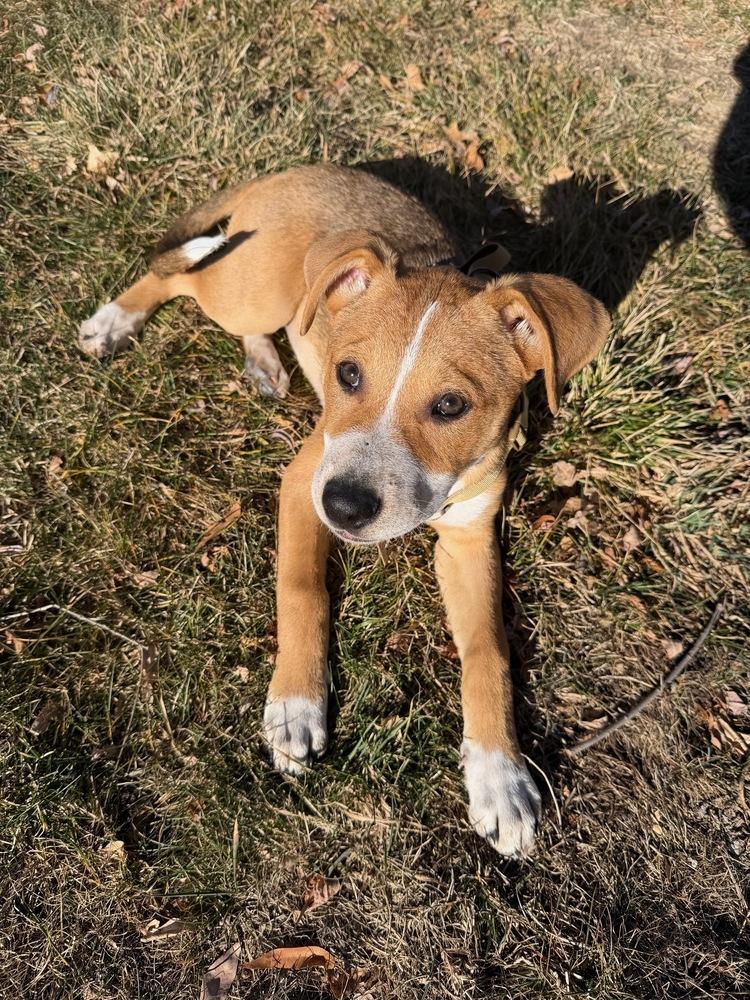 Enlarge Violet, a Adoptable mixed breed in Sedalia, CO image 5/6