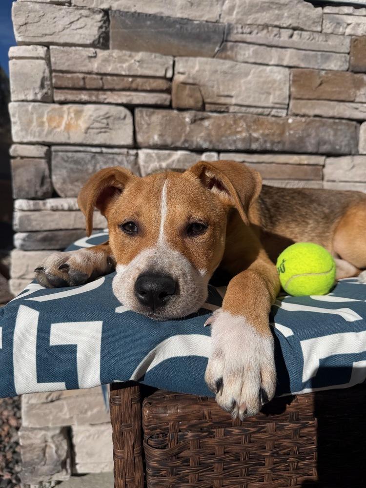 Enlarge Violet, a Adoptable mixed breed in Sedalia, CO image 6/6