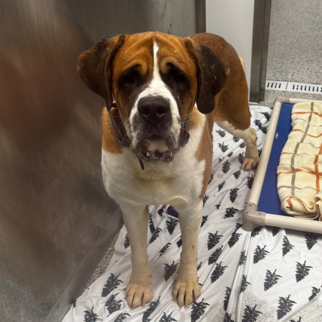 Enlarge Molly, a Adoptable Saint Bernard in Saskatoon, SK image 1/1