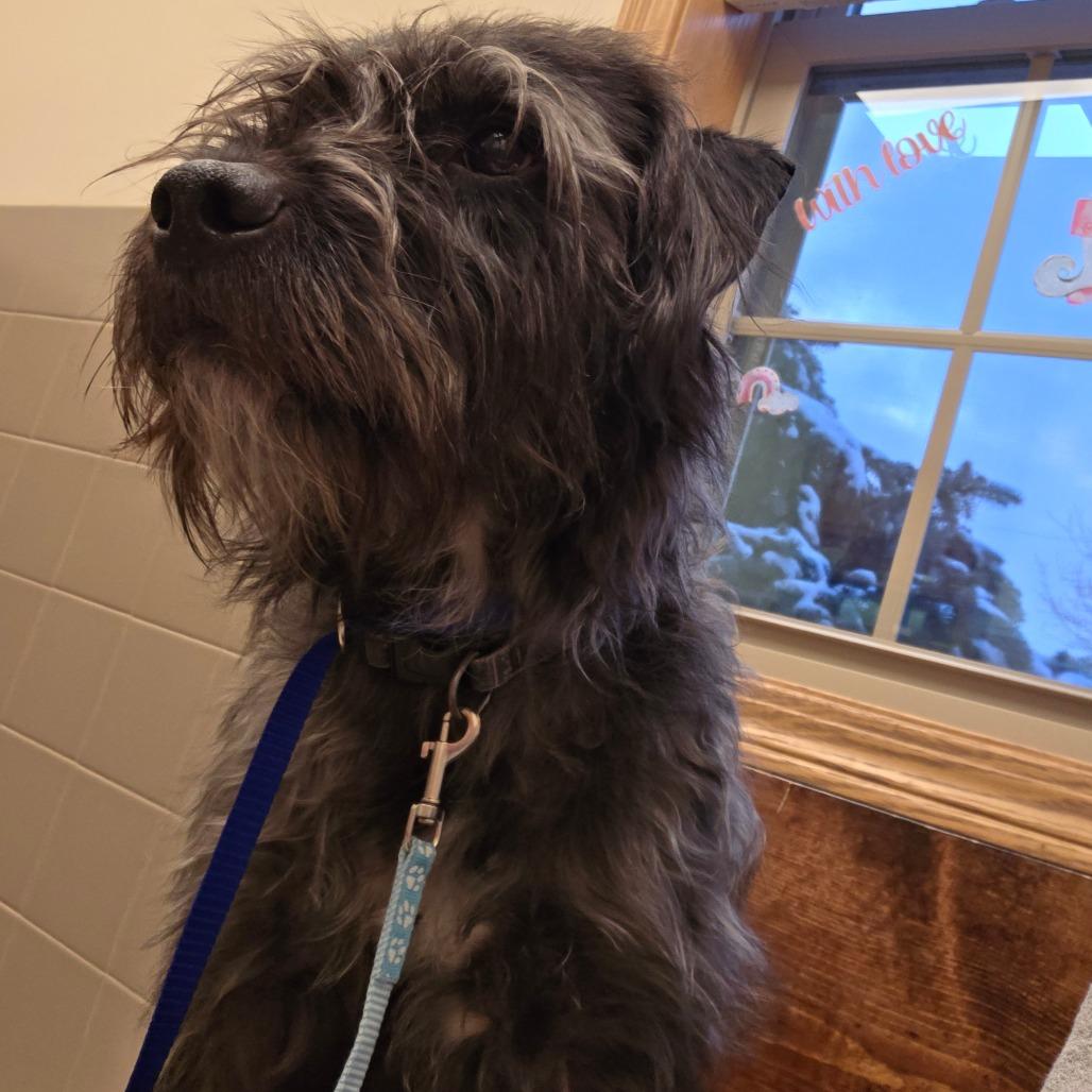 Cooper, Adoptable, Adult Male Mixed Breed & Mixed Breed.