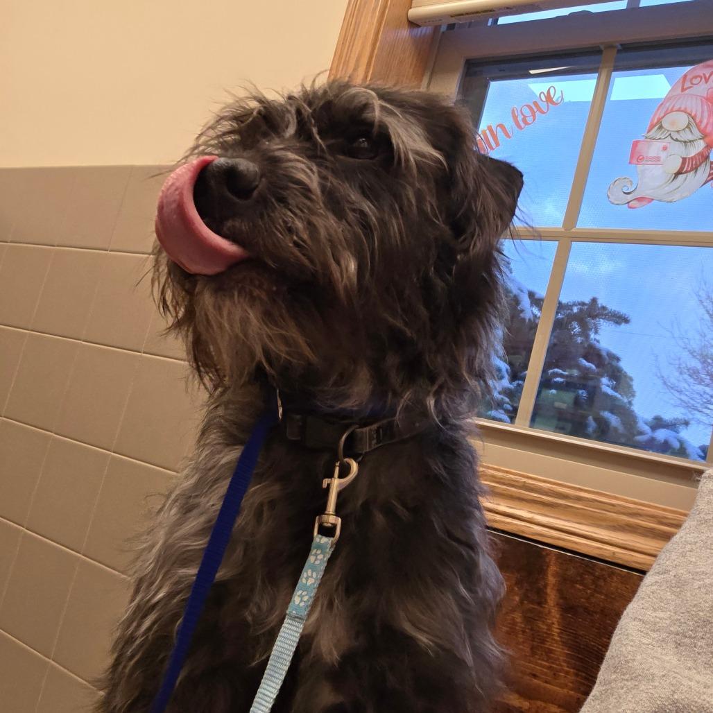 Cooper, a Adoptable mixed breed in Lima, OH image 2/4