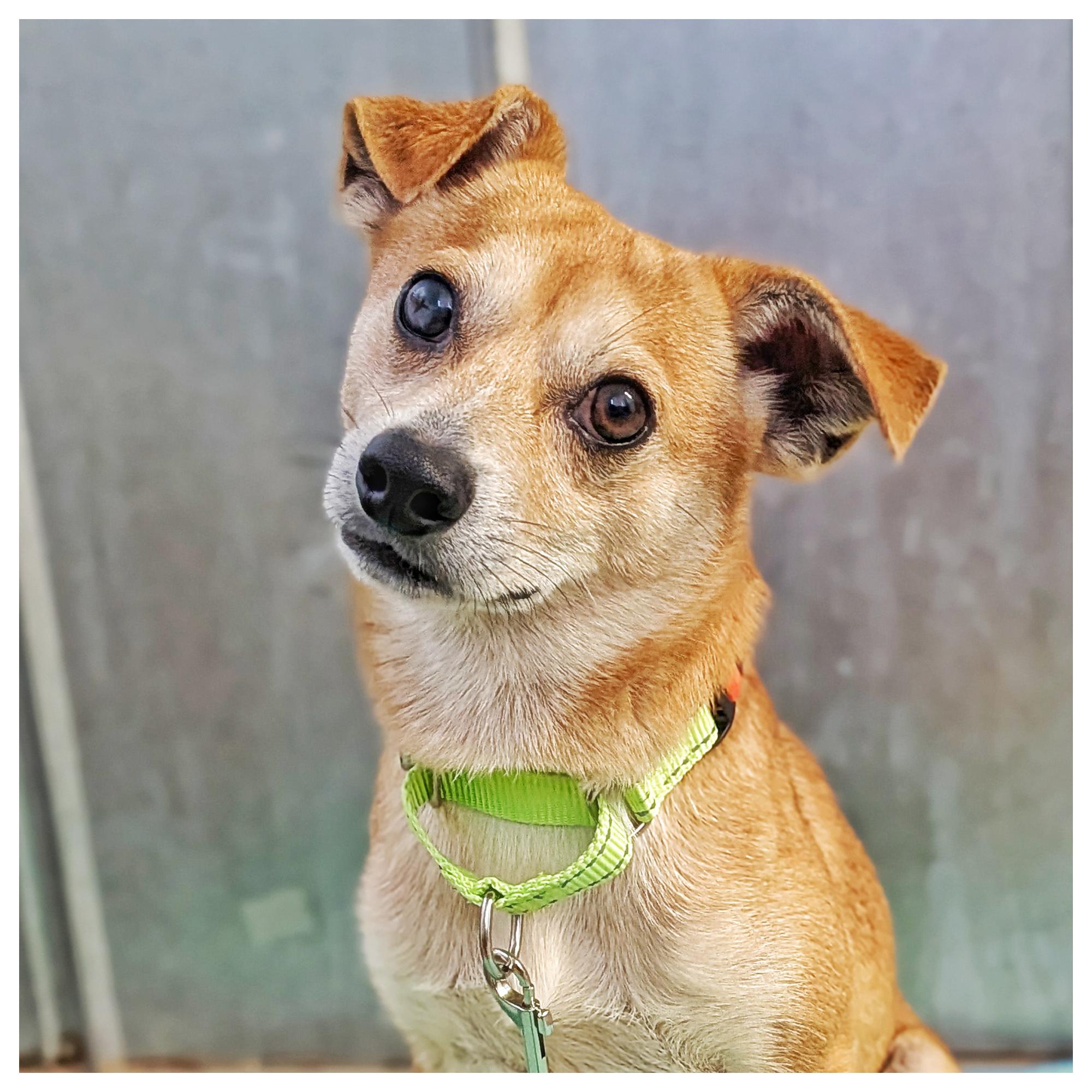 Enlarge Red, a Adoptable mixed breed in Eustis, FL image 1/1