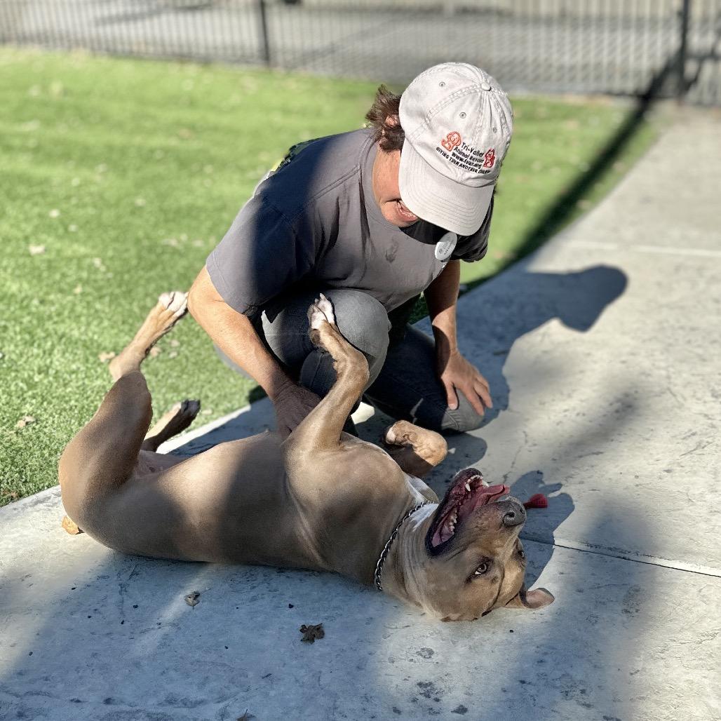 Enlarge Linnett - ECAS, a Adoptable mixed breed in Pleasanton, CA image 1/6