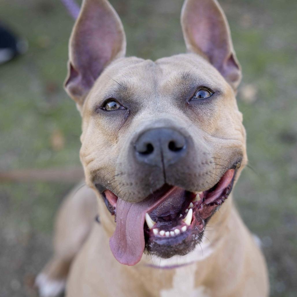 Enlarge Linnett - ECAS, a Adoptable mixed breed in Pleasanton, CA image 3/6