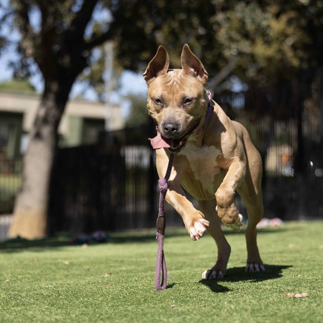 Enlarge Linnett - ECAS, a Adoptable mixed breed in Pleasanton, CA image 4/6