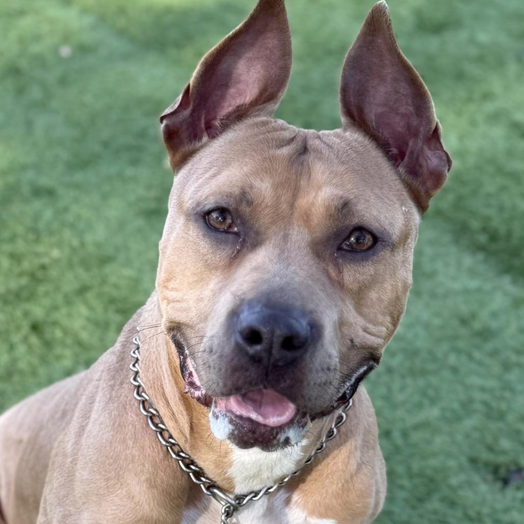 Enlarge Linnett - ECAS, a Adoptable mixed breed in Pleasanton, CA image 5/6