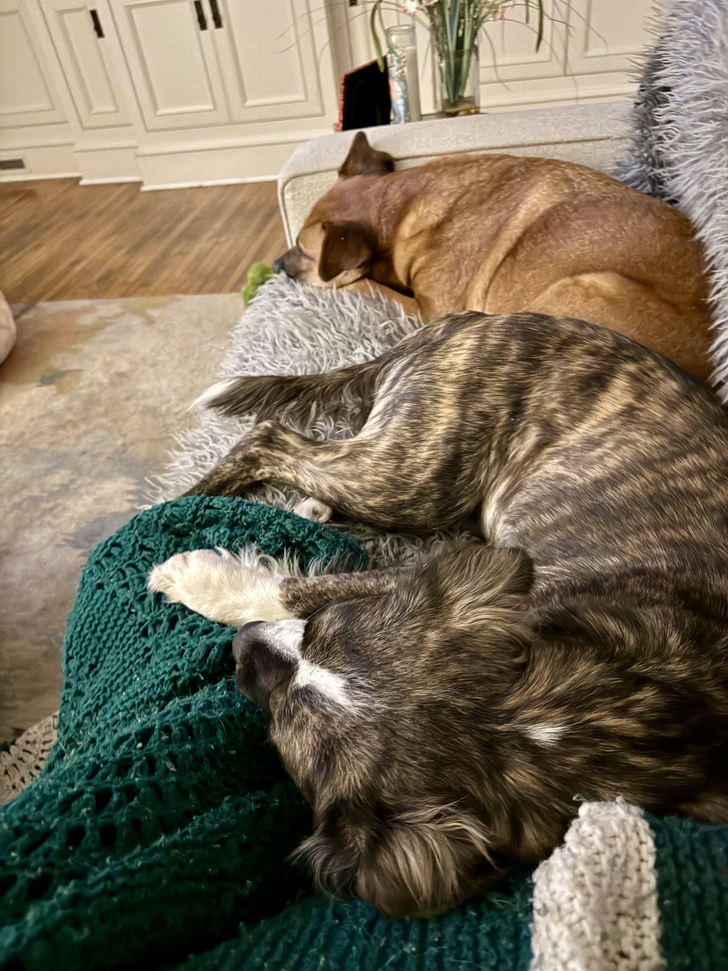 Enlarge Laverne , a ADOPTABLE Mixed Breed in Charlotte, NC image 5/5