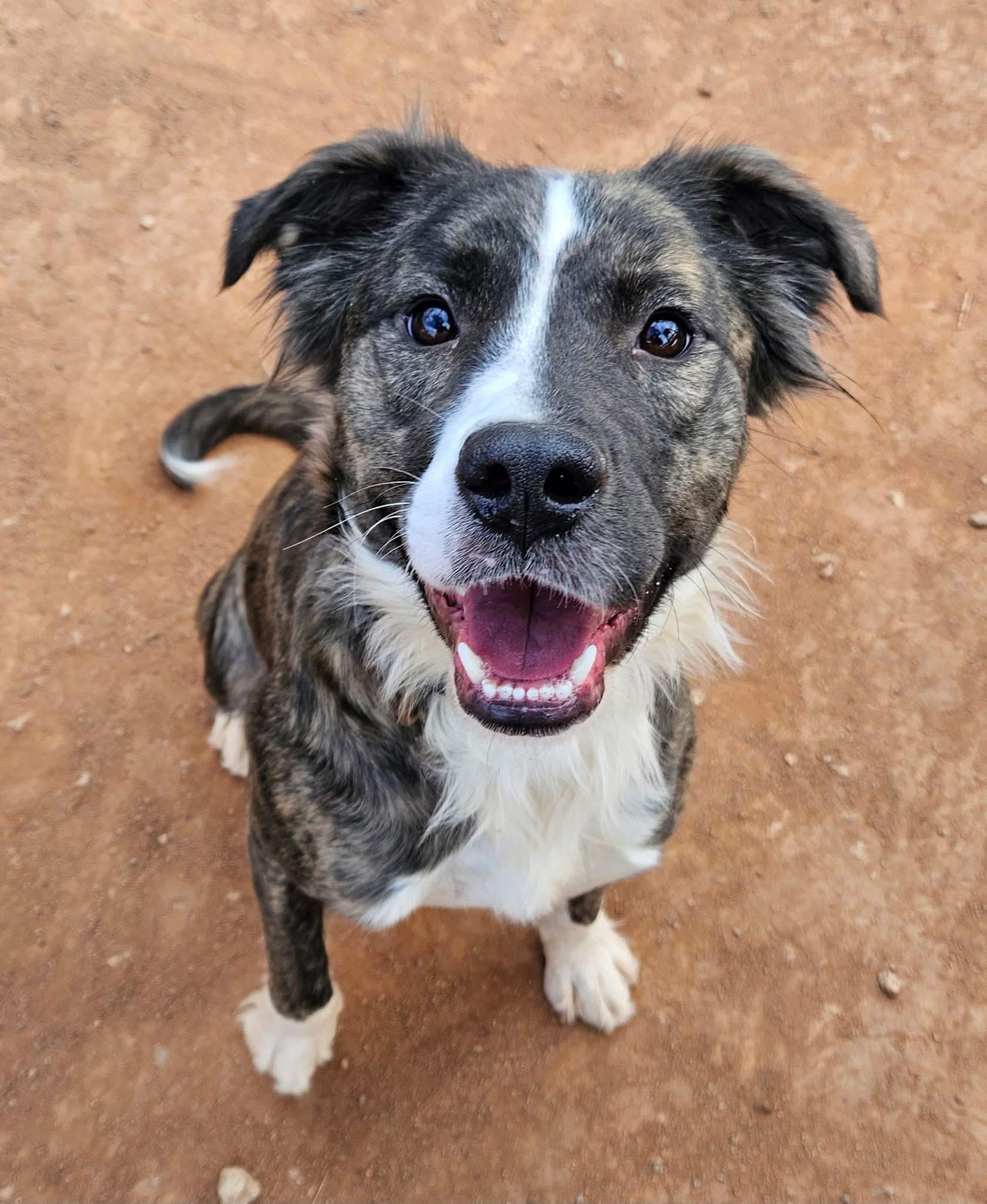 Enlarge Laverne , a ADOPTABLE Mixed Breed in Charlotte, NC image 1/5