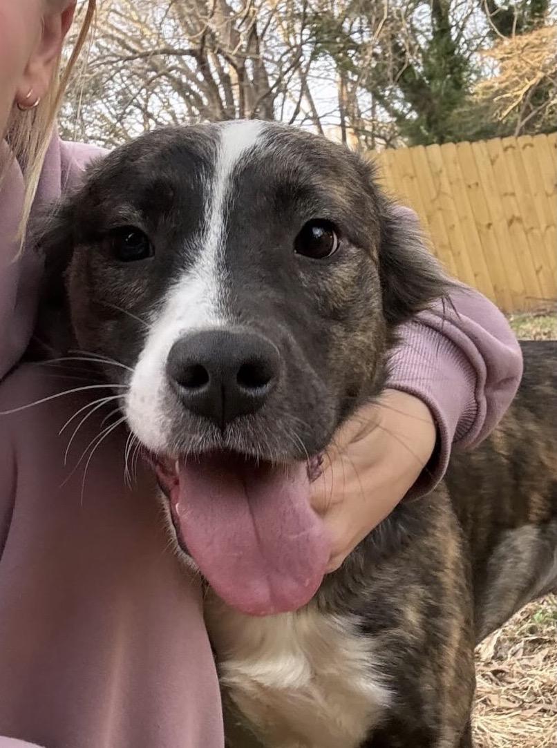 Enlarge Laverne , a ADOPTABLE Mixed Breed in Charlotte, NC image 3/5