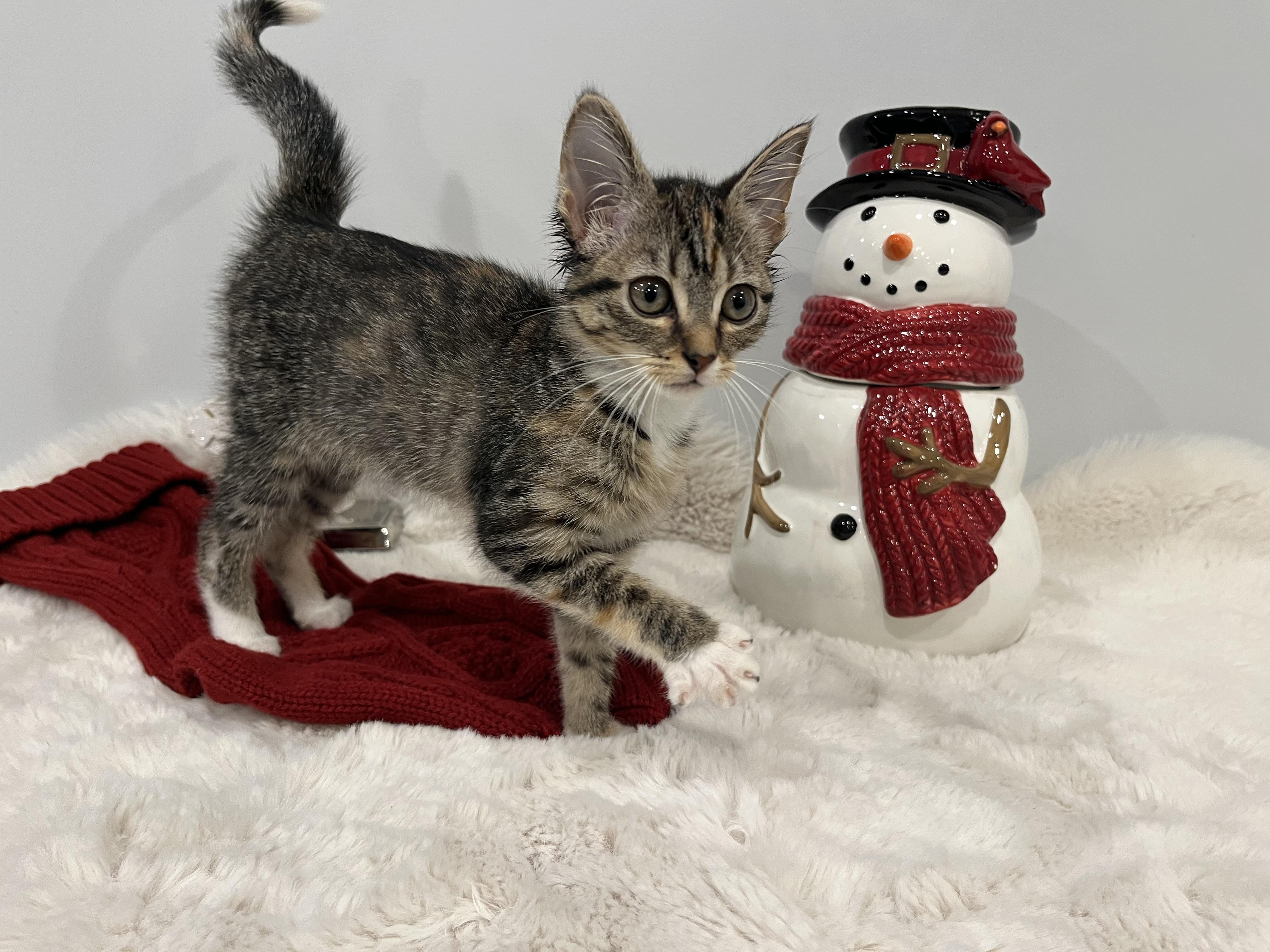 Ponyo, a Adoptable Domestic Short Hair in Chicago, IL image 1/3