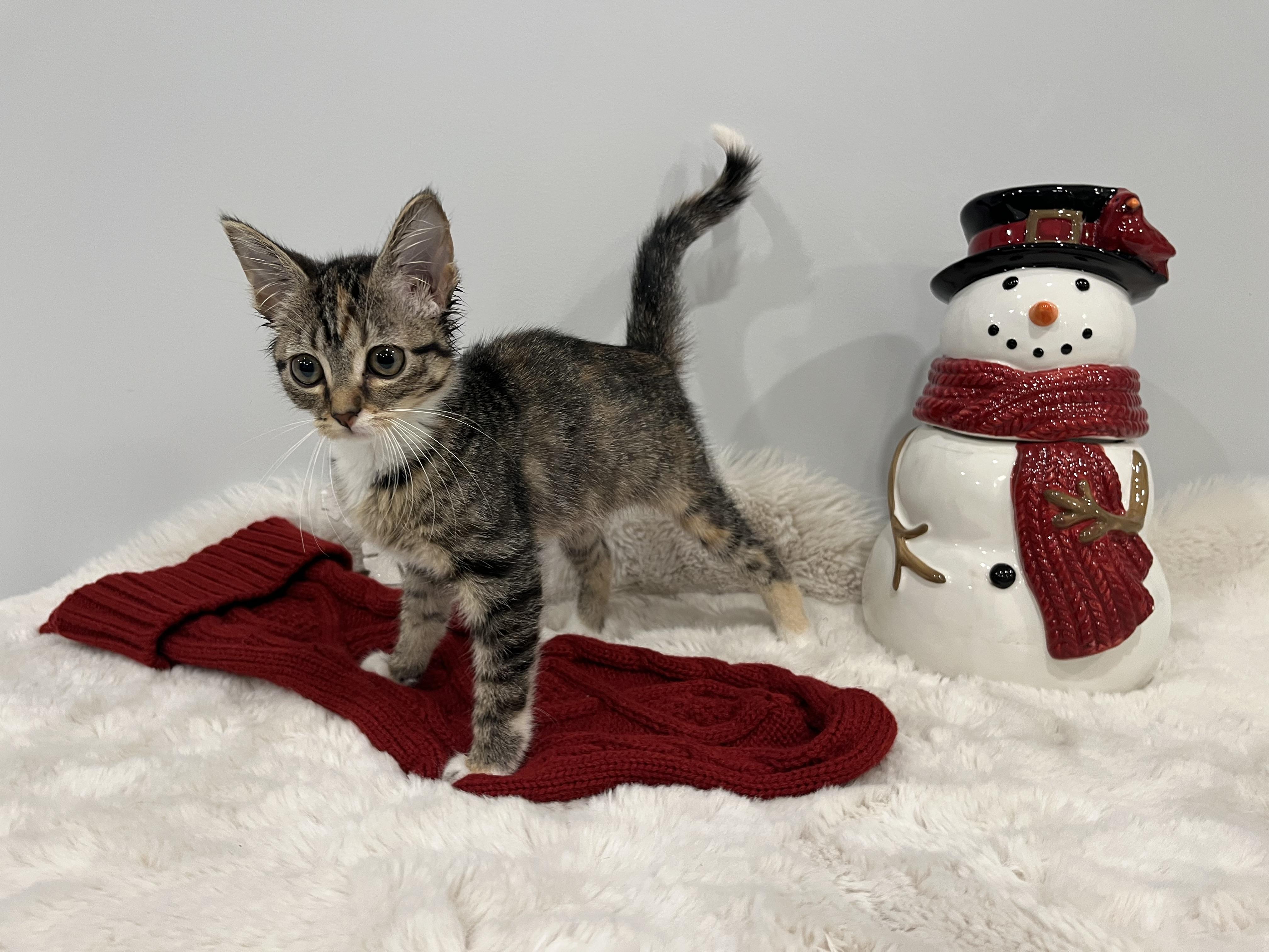 Ponyo, a Adoptable Domestic Short Hair in Chicago, IL image 2/3