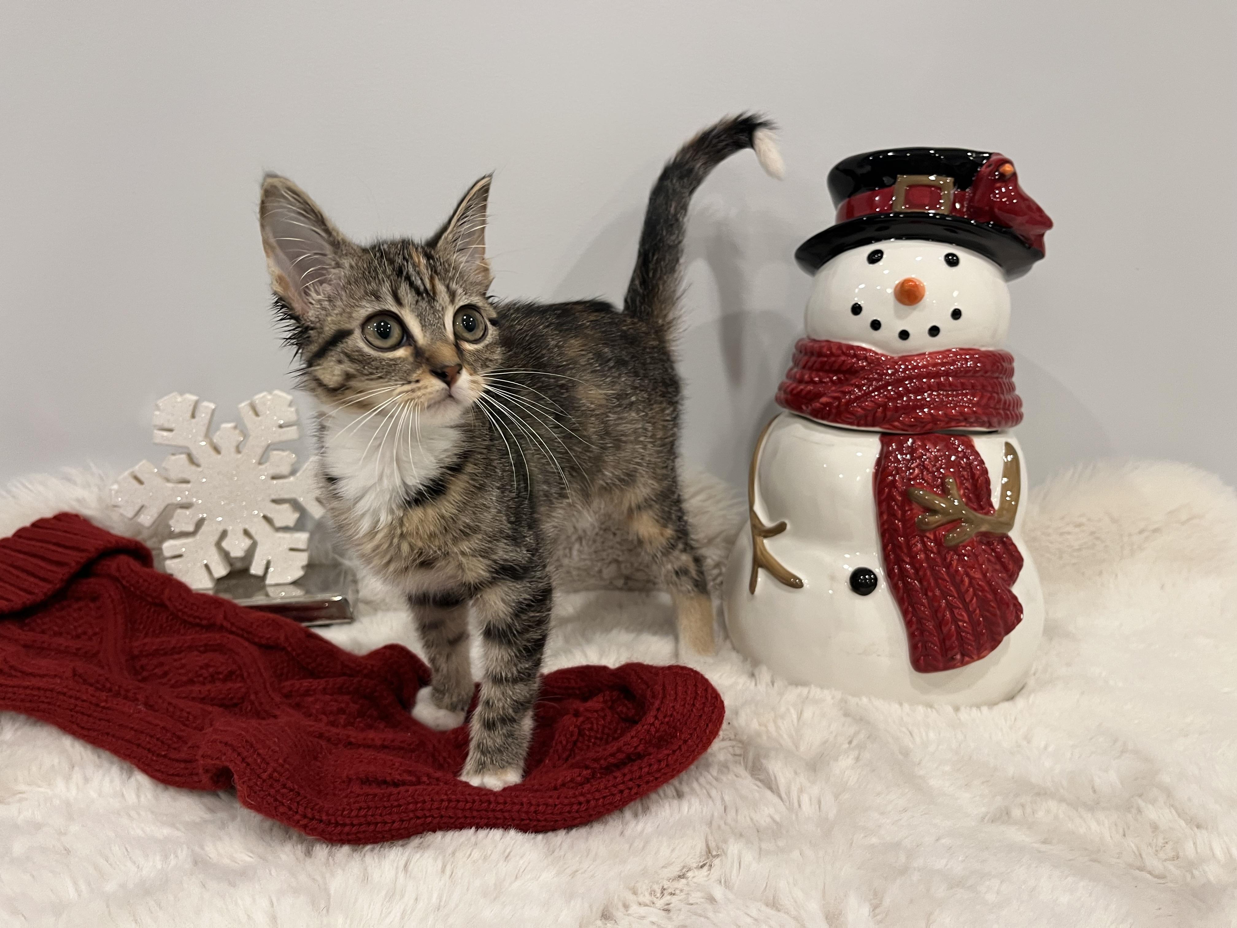 Ponyo, a Adoptable Domestic Short Hair in Chicago, IL image 3/3