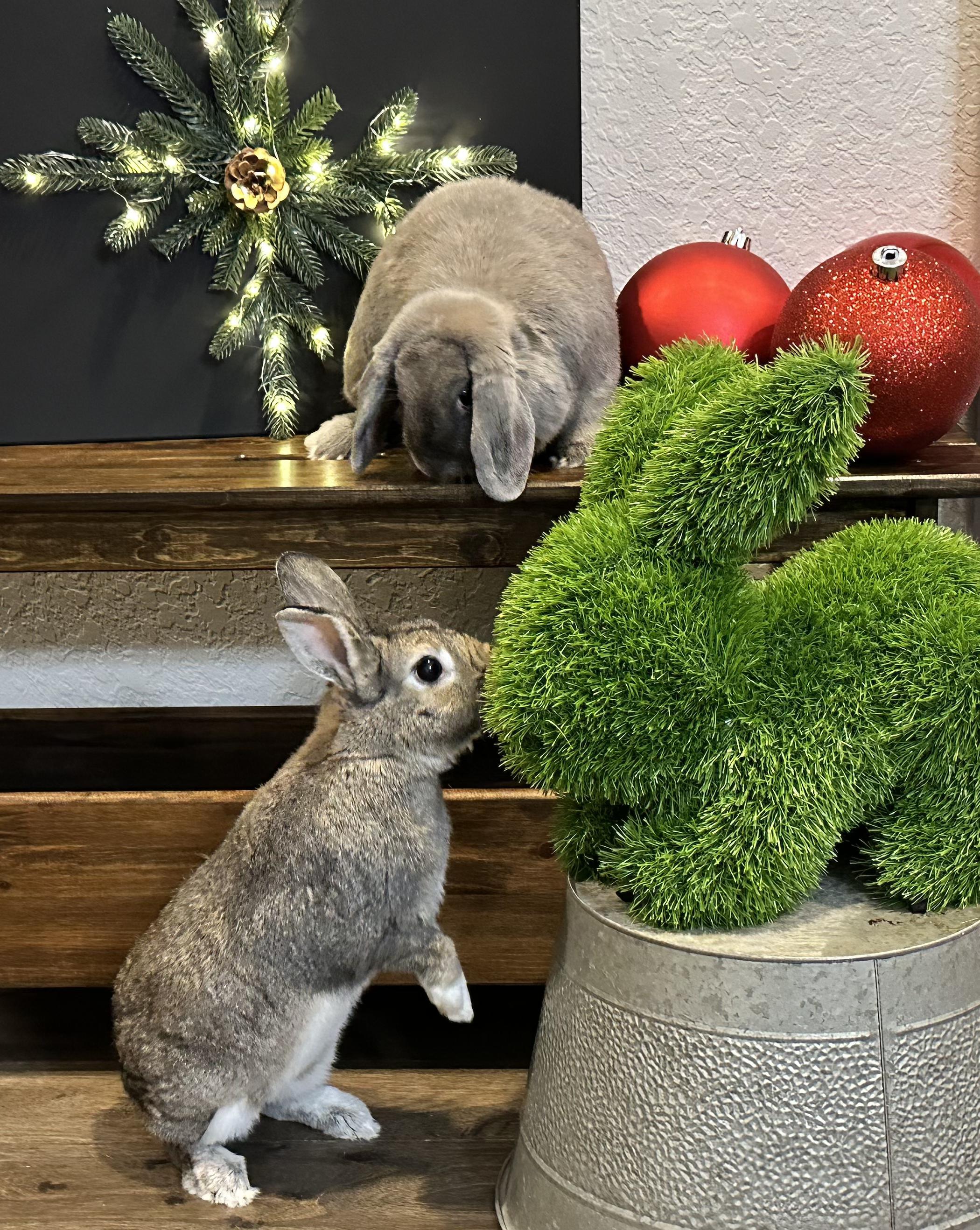 Sprite & Jiji, Adoptable, Adult Female Holland Lop.