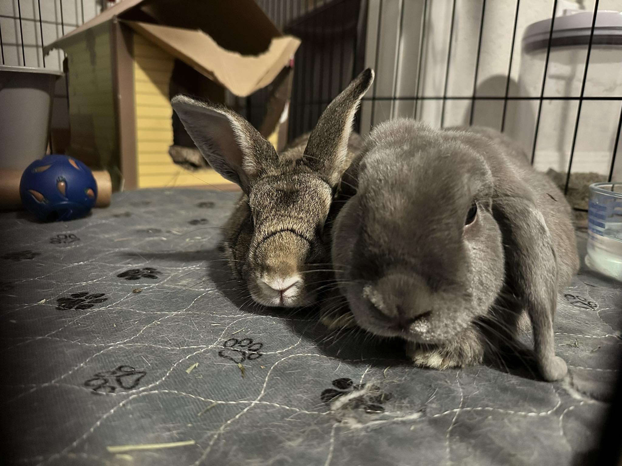 Enlarge Sprite & Jiji, a Adoptable Holland Lop in San Antonio, TX image 5/6