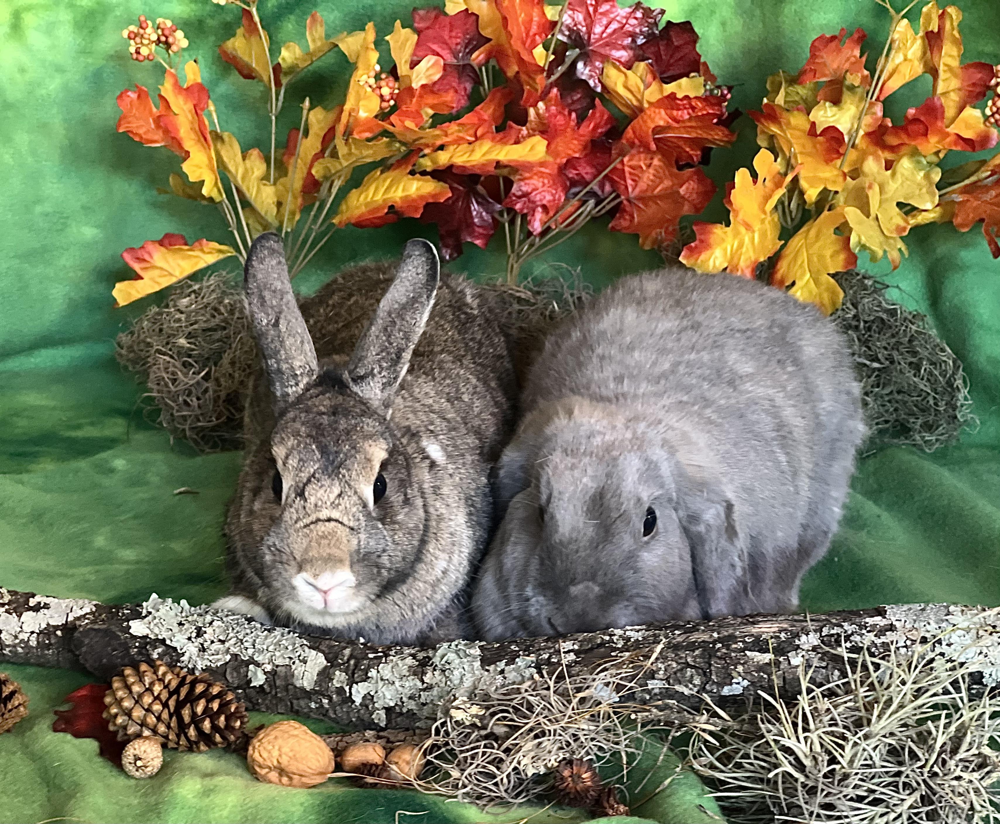 Sprite & Jiji, Adoptable, Adult Female Holland Lop.