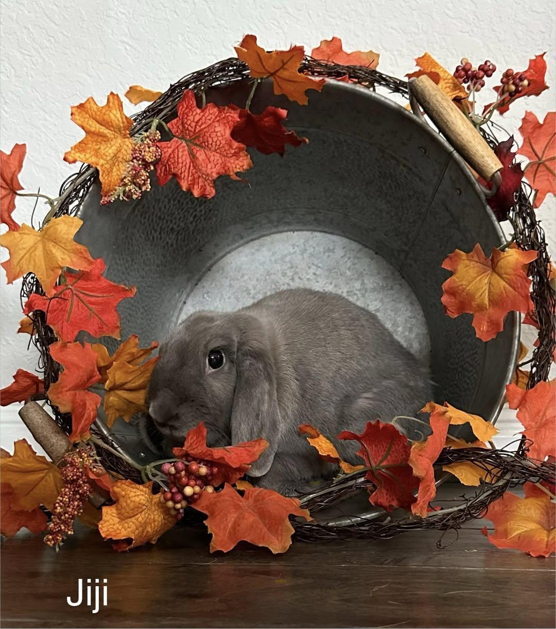 Sprite & Jiji, a Adoptable Holland Lop in San Antonio, TX image 6/6
