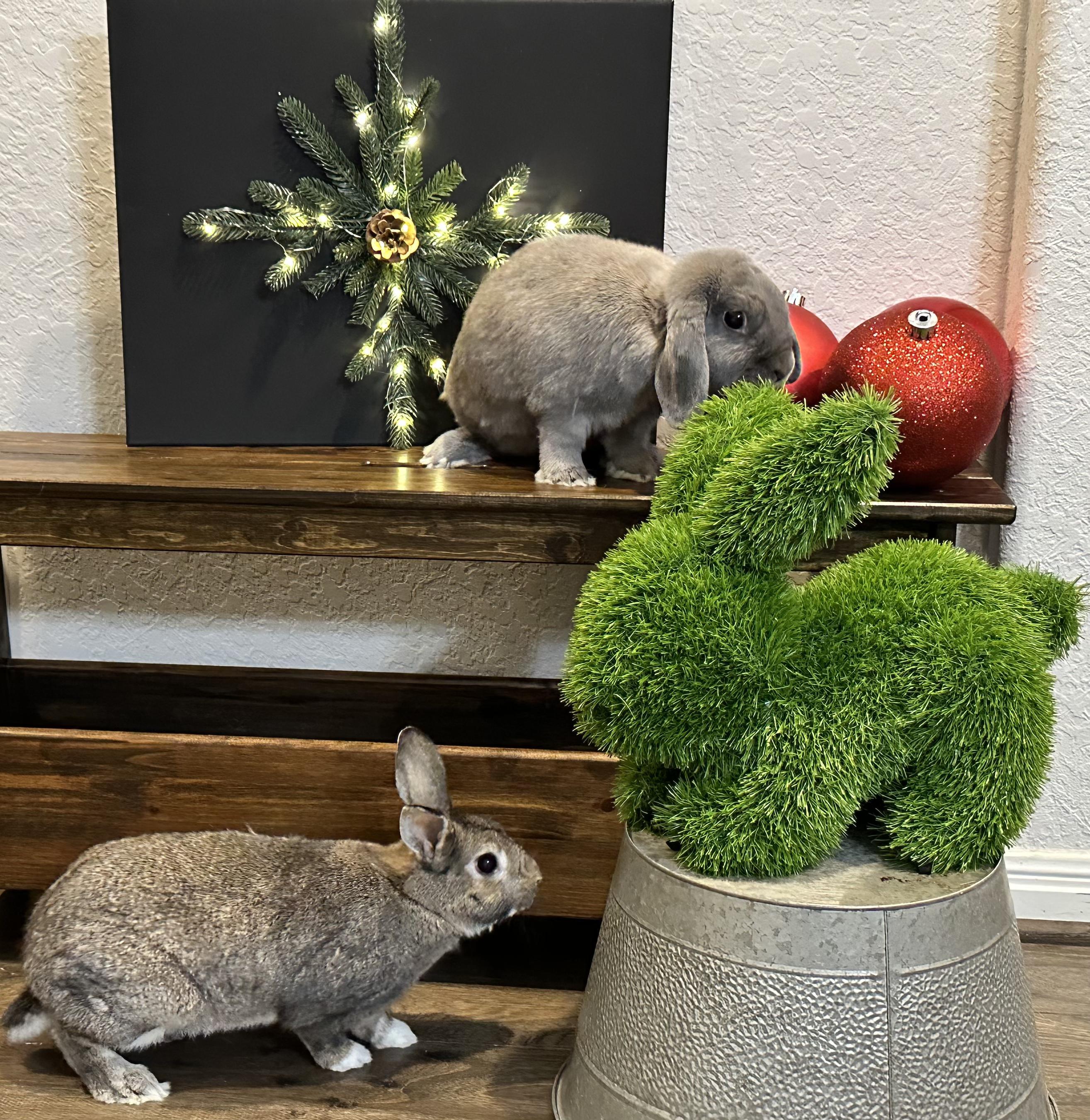 Enlarge Sprite & Jiji, a Adoptable Holland Lop in San Antonio, TX image 6/6