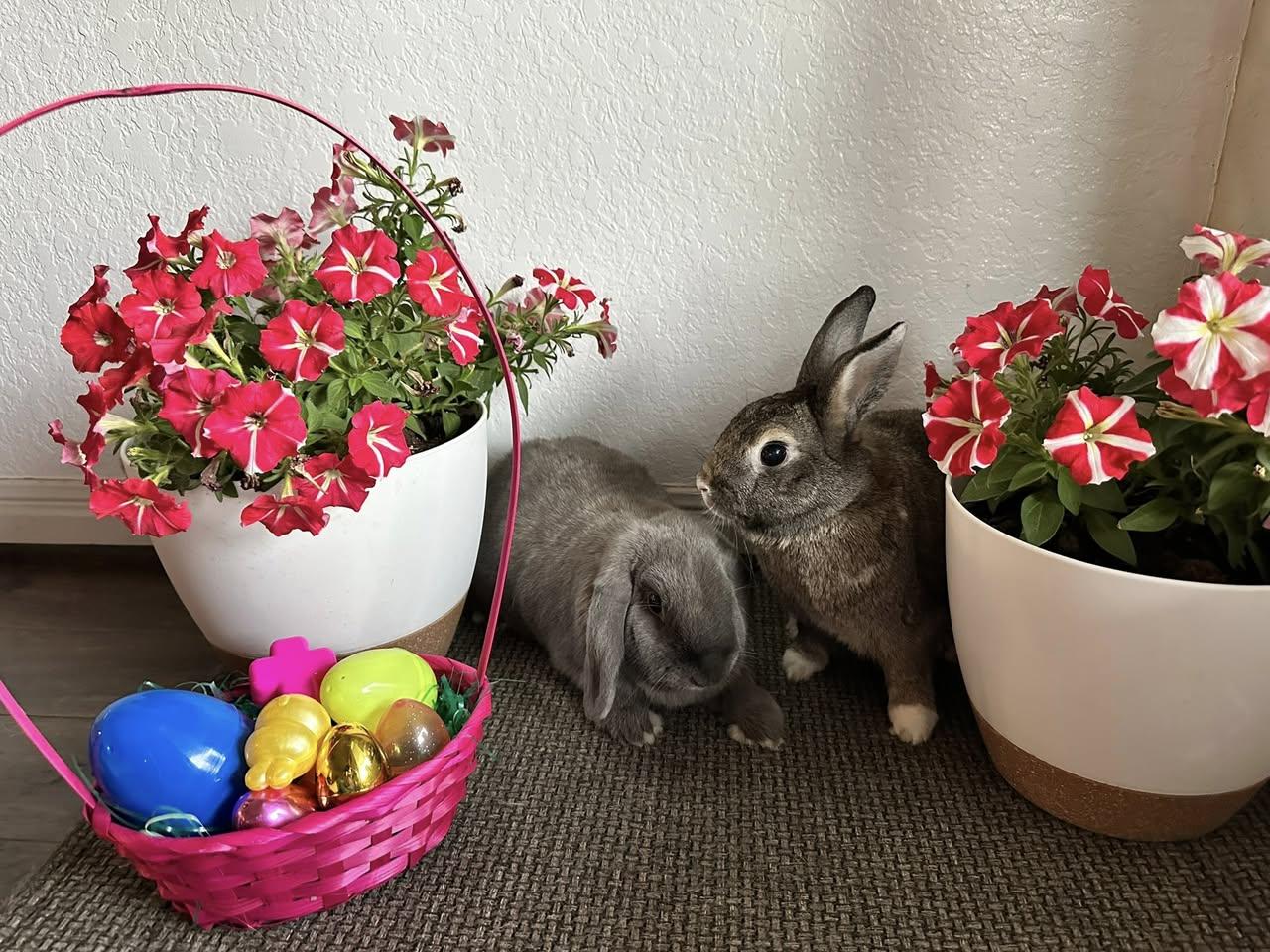 Sprite & Jiji, Adoptable, Adult Female Holland Lop.