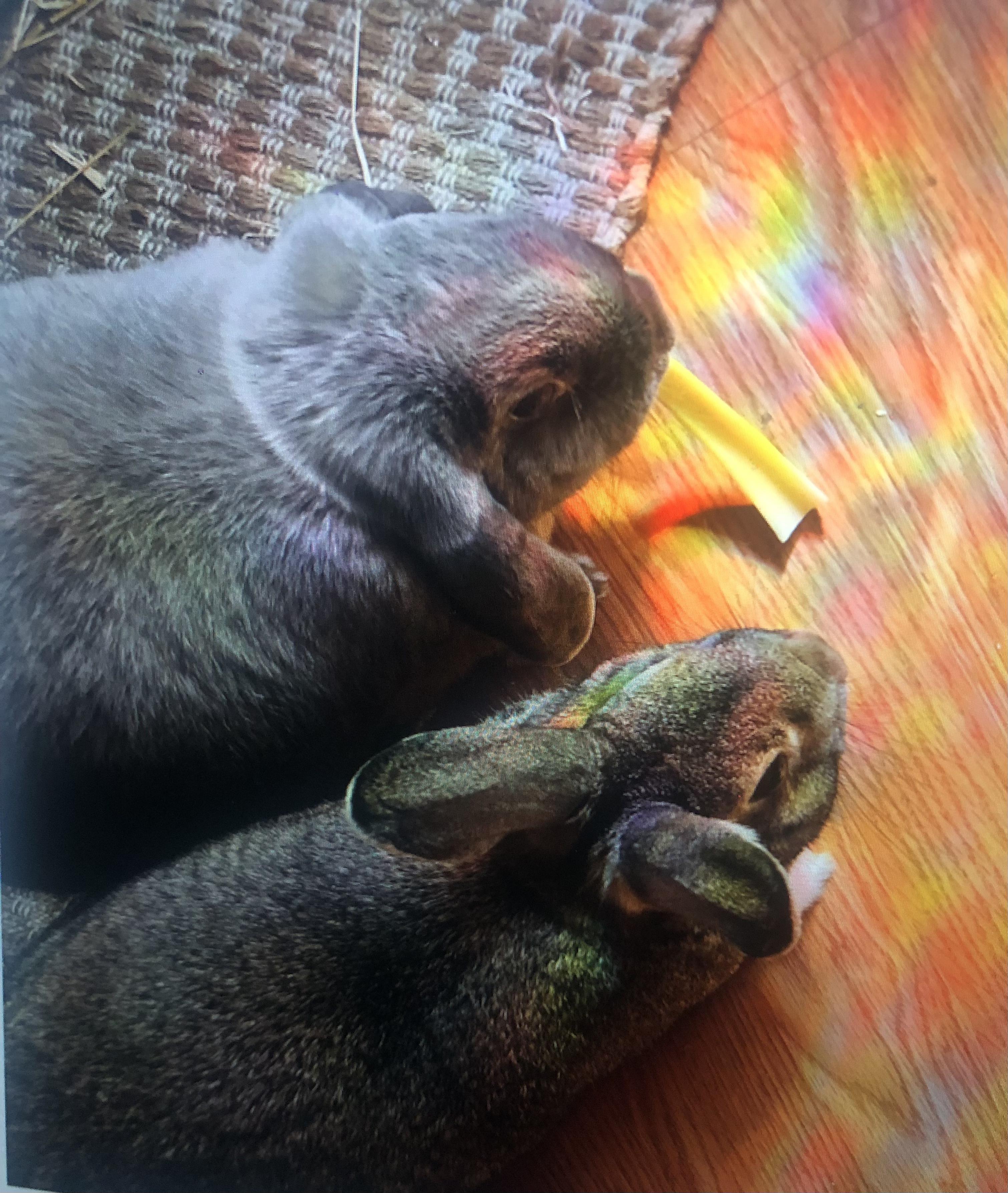 Sprite & Jiji, a Adoptable Holland Lop in San Antonio, TX image 4/6