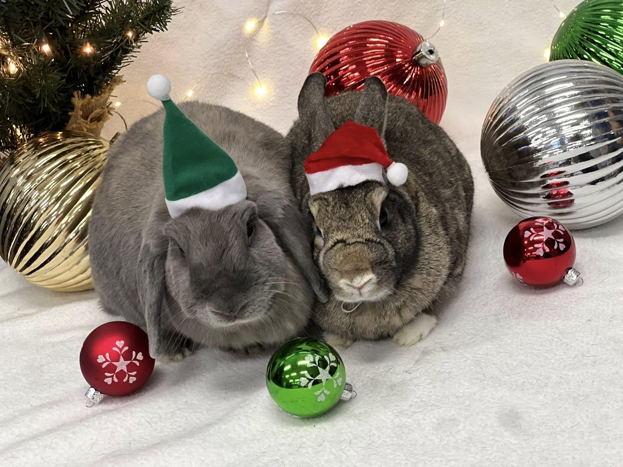 Enlarge Sprite & Jiji, a Adoptable Holland Lop in San Antonio, TX image 4/6
