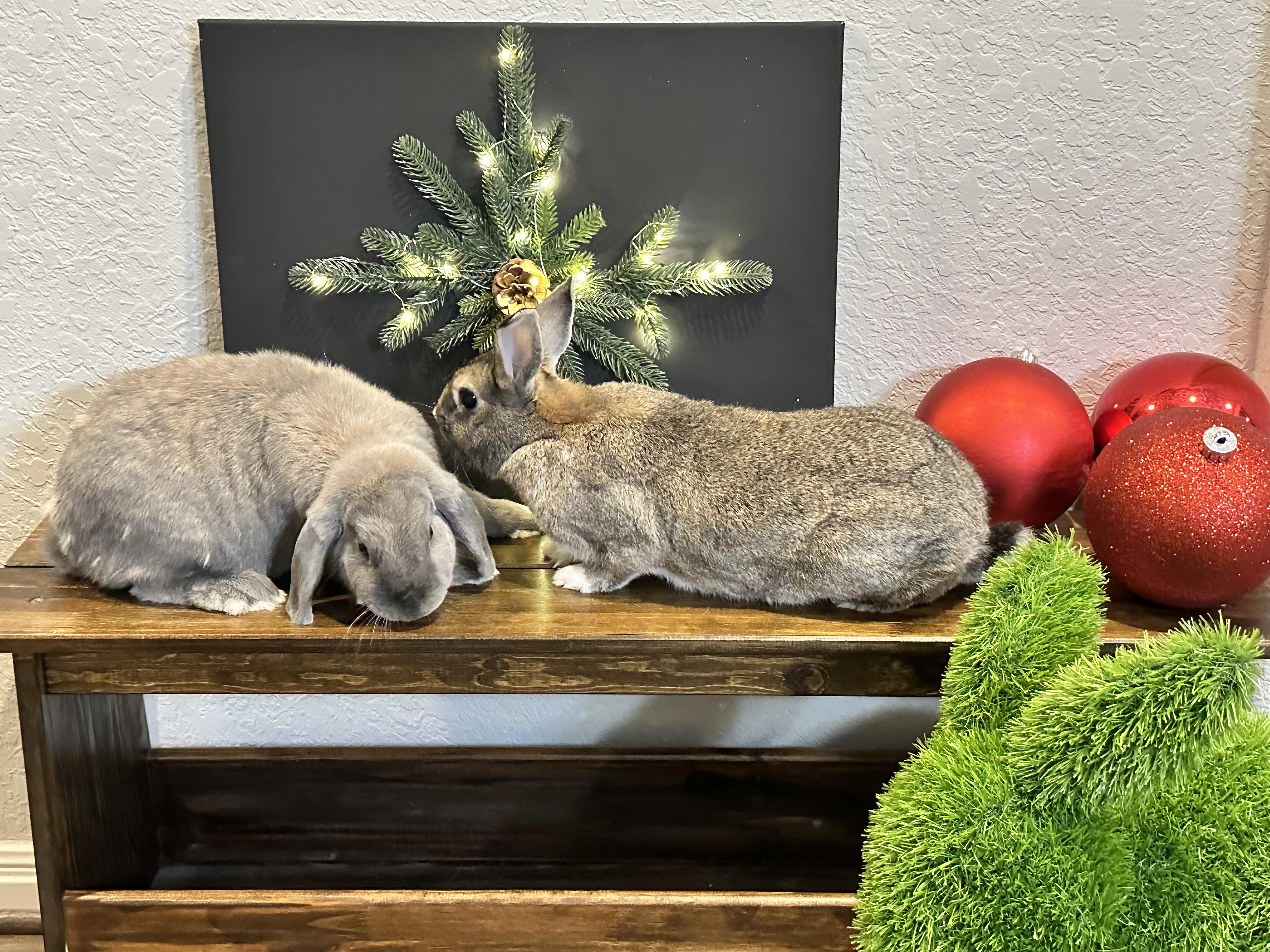 Enlarge Sprite & Jiji, a Adoptable Holland Lop in San Antonio, TX image 2/6