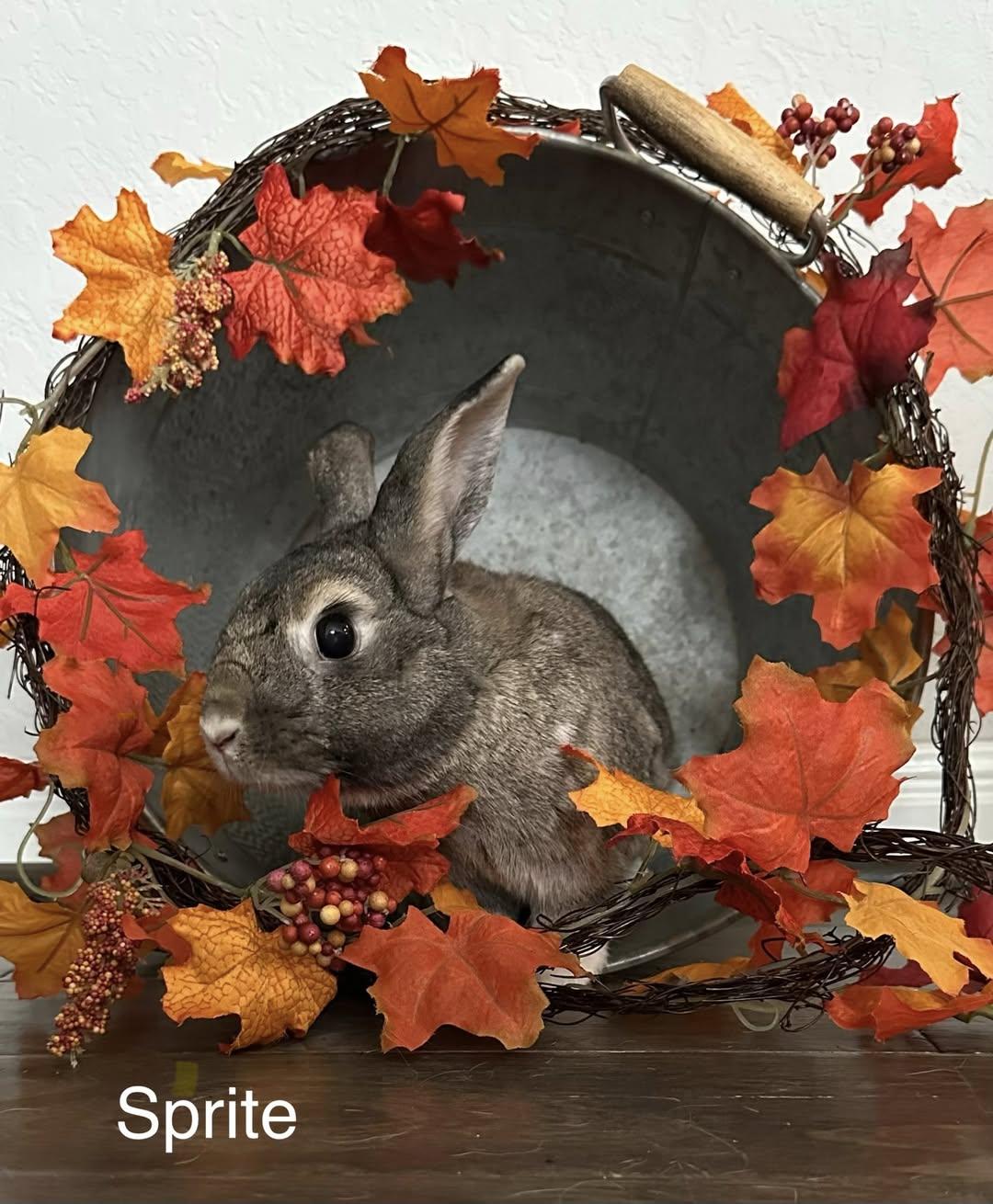 Sprite & Jiji, a Adoptable Holland Lop in San Antonio, TX image 5/6