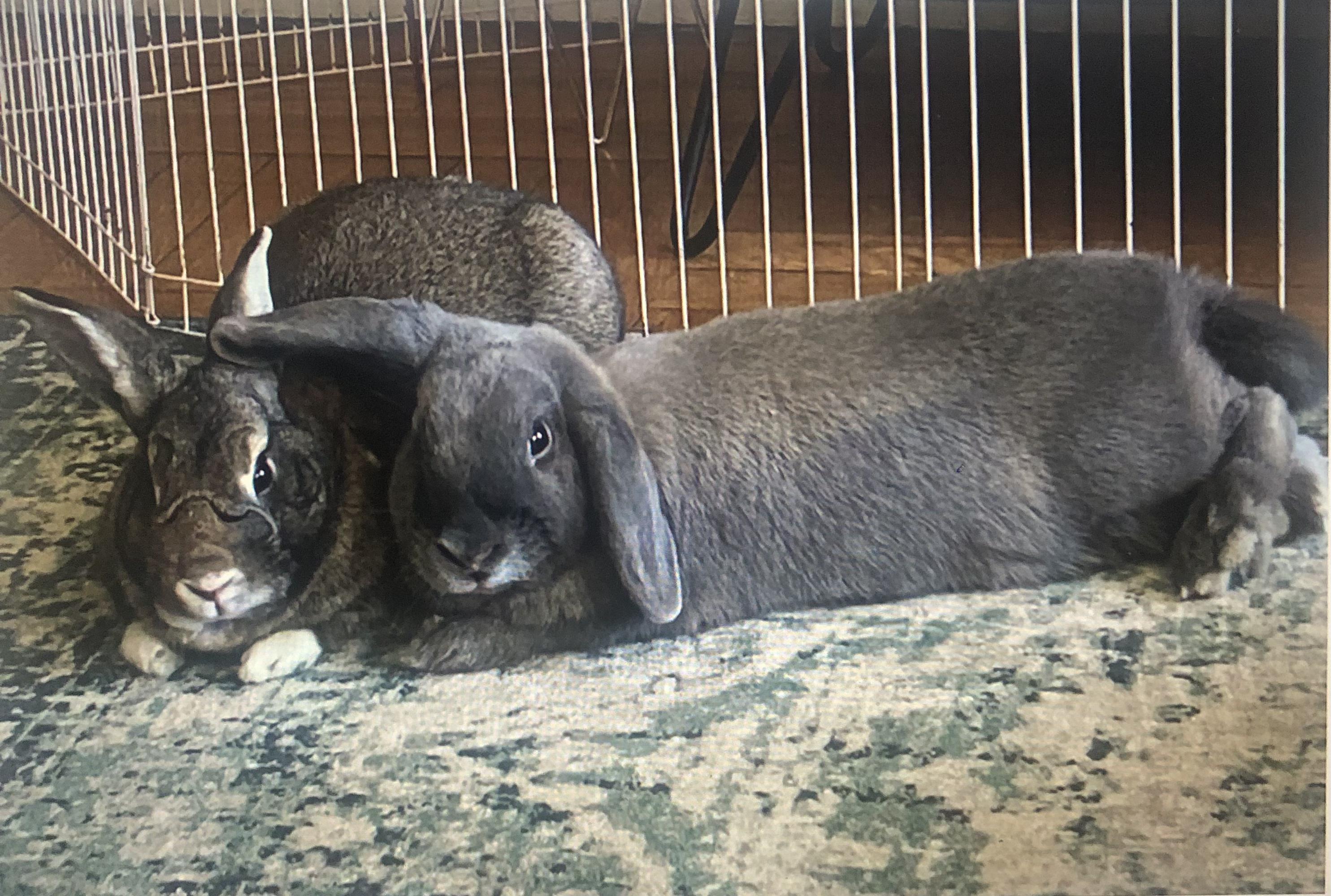 Sprite & Jiji, Adoptable, Adult Female Holland Lop.