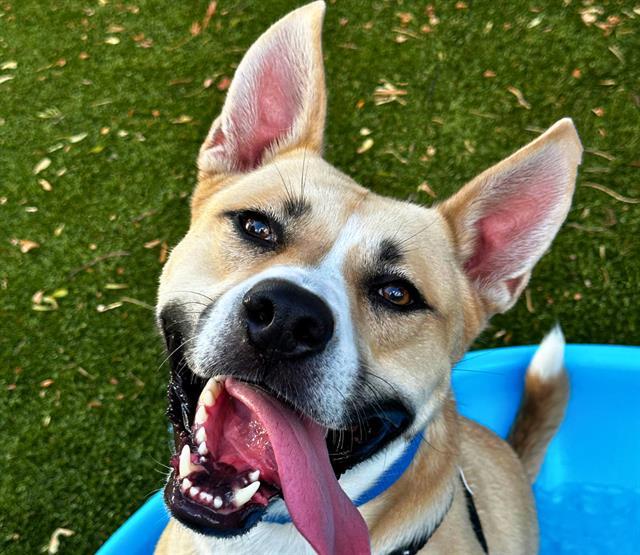 KHAN, Adoptable, Adult Male Basenji & Mixed Breed.