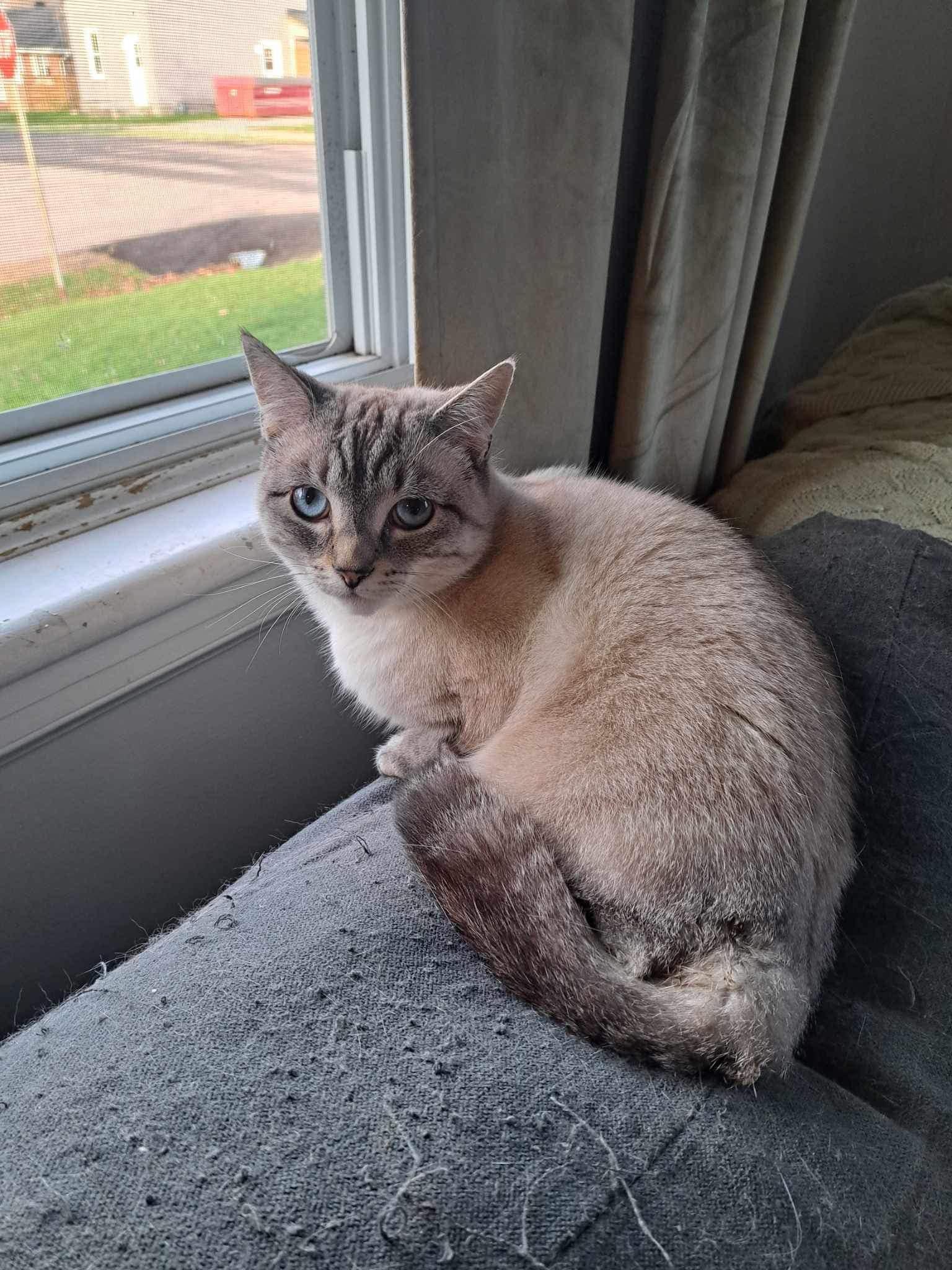 Lysandra, Adopted, Adult Female Siamese.