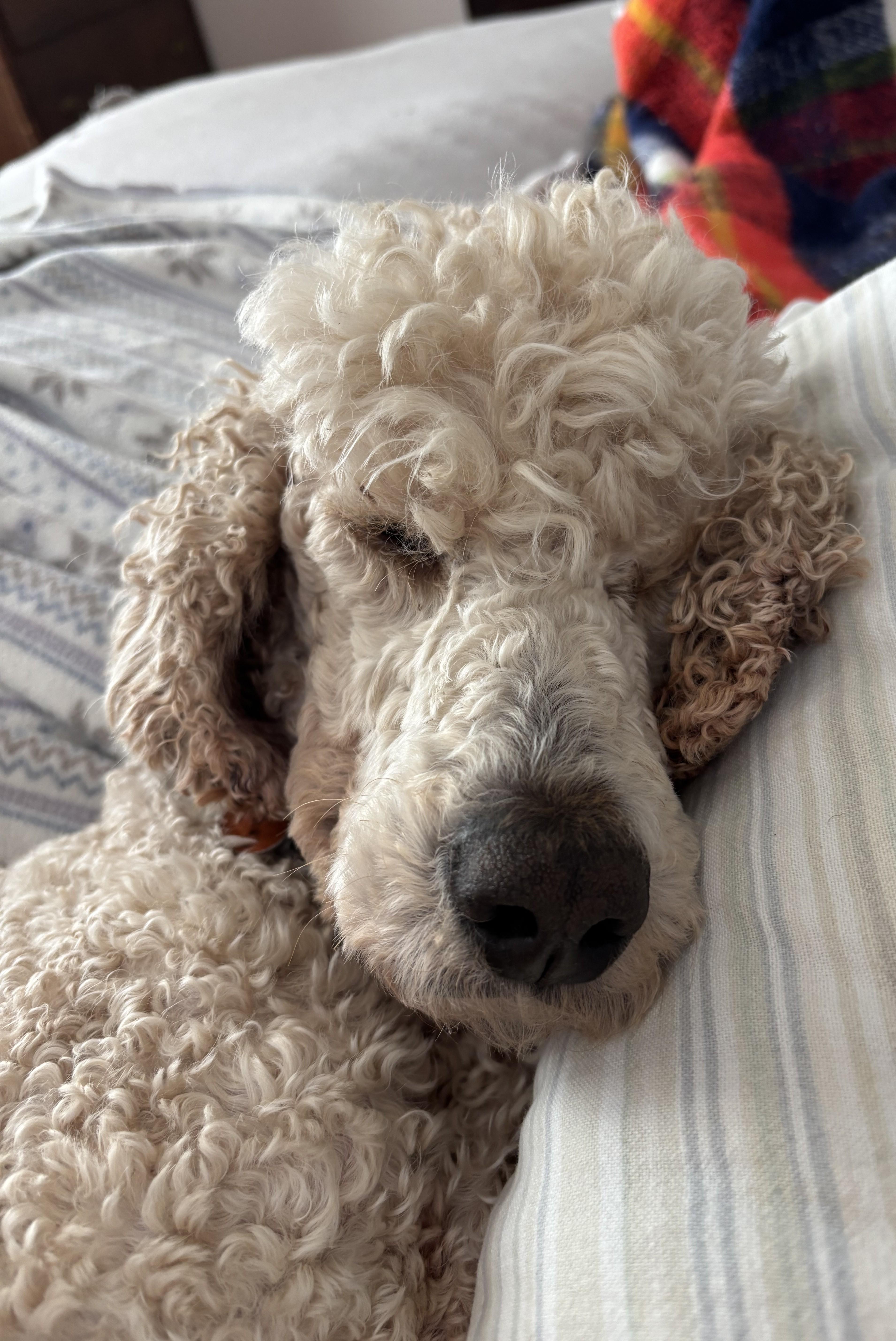 Ameri, Adoptable, Adult Female Standard Poodle.