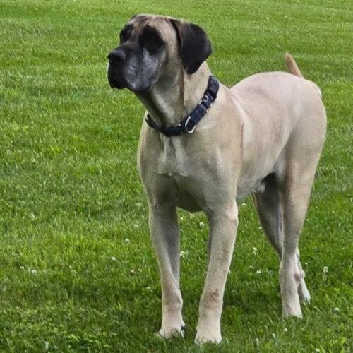 Harley, Adoptable, Senior Female Mastiff.