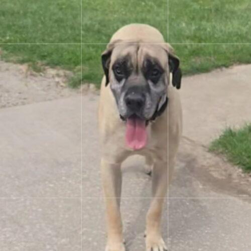 Harley, a Adoptable Mastiff in Edmond, OK image 2/6
