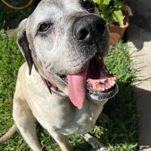 Harley, a Adoptable Mastiff in Edmond, OK image 3/6
