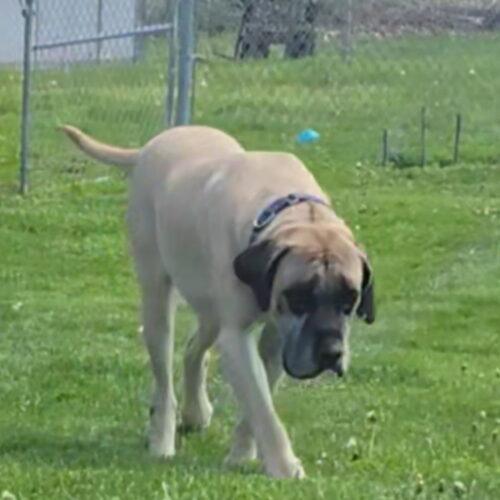 Harley, a Adoptable Mastiff in Edmond, OK image 4/6