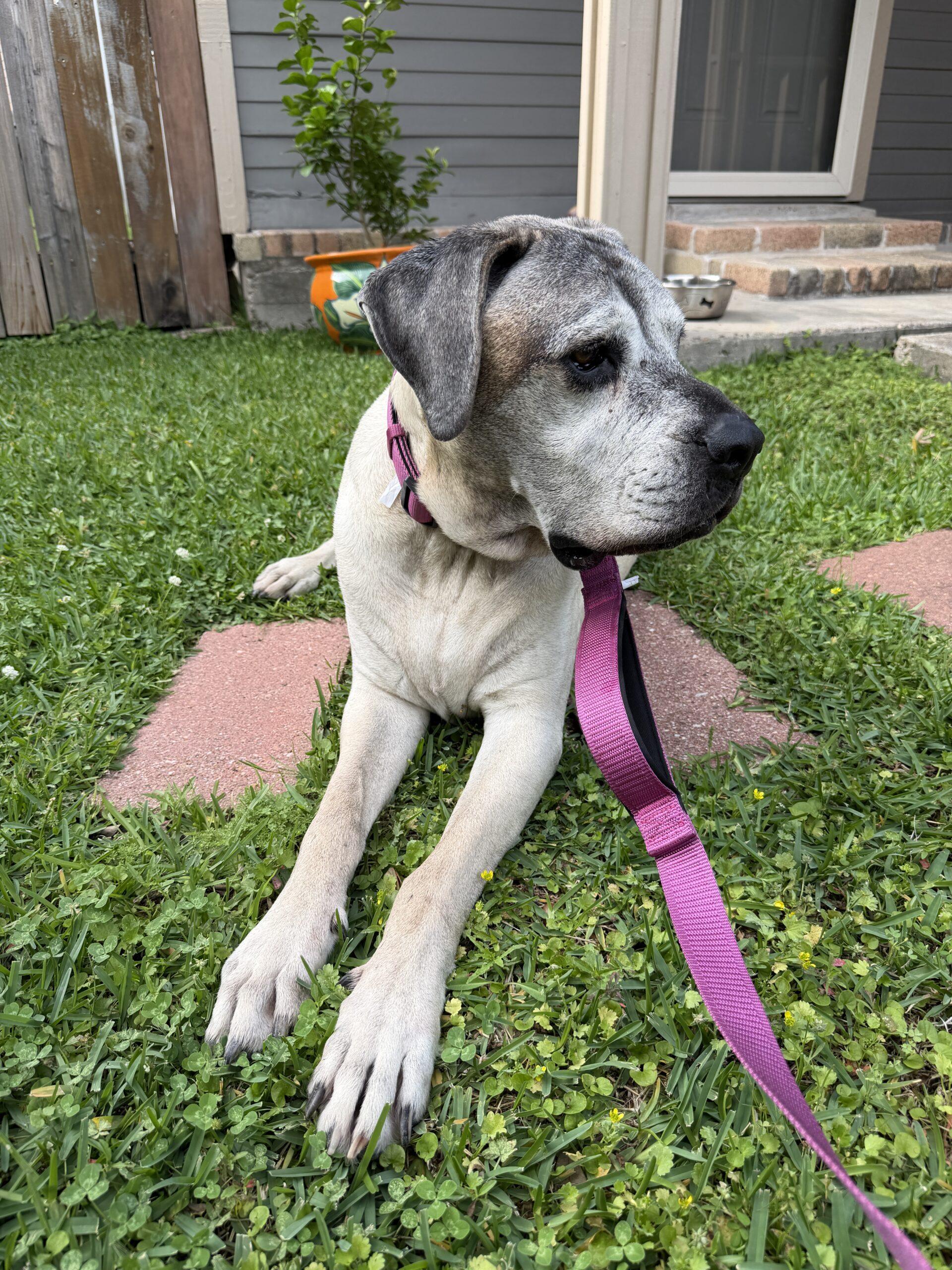 Harley, a Adoptable Mastiff in Edmond, OK image 5/6