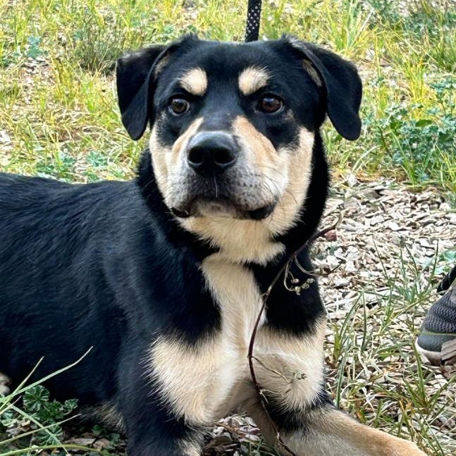 Diesel, Young Male Rottweiler