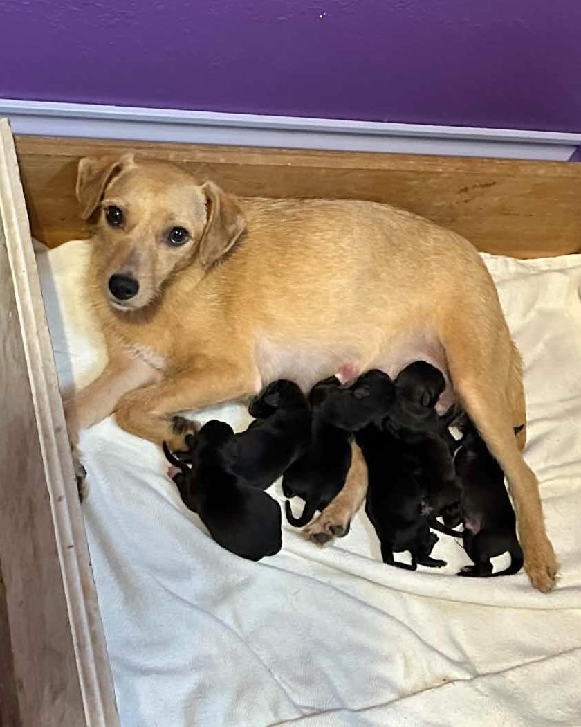 Enlarge Mother, a Adoptable mixed breed in New York, NY image 6/6