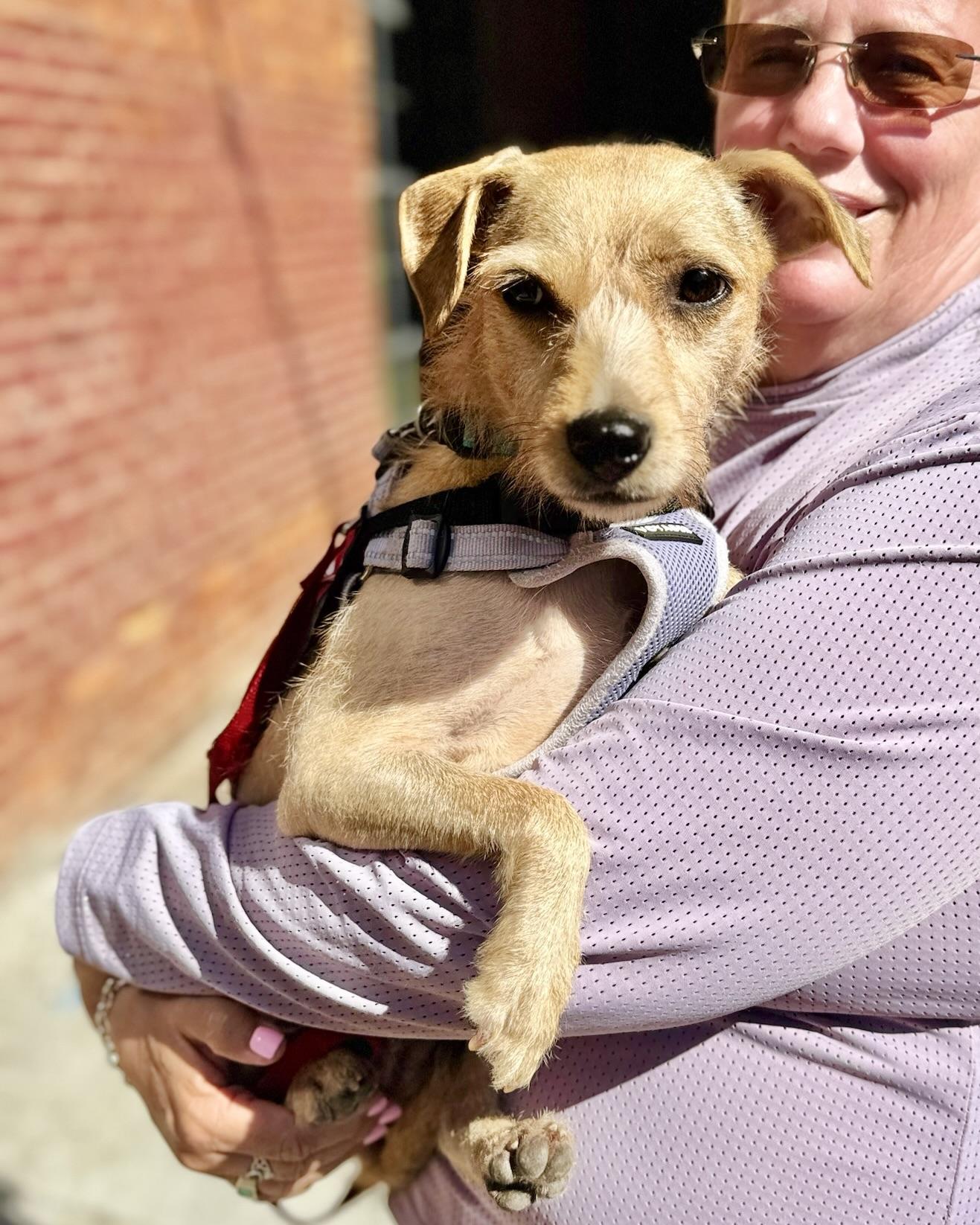 Enlarge Mother, a Adoptable mixed breed in New York, NY image 3/6