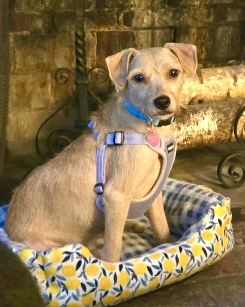 Enlarge Mother, a Adoptable mixed breed in New York, NY image 4/6