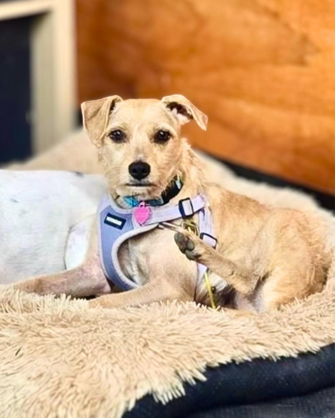 Enlarge Mother, a Adoptable mixed breed in New York, NY image 5/6