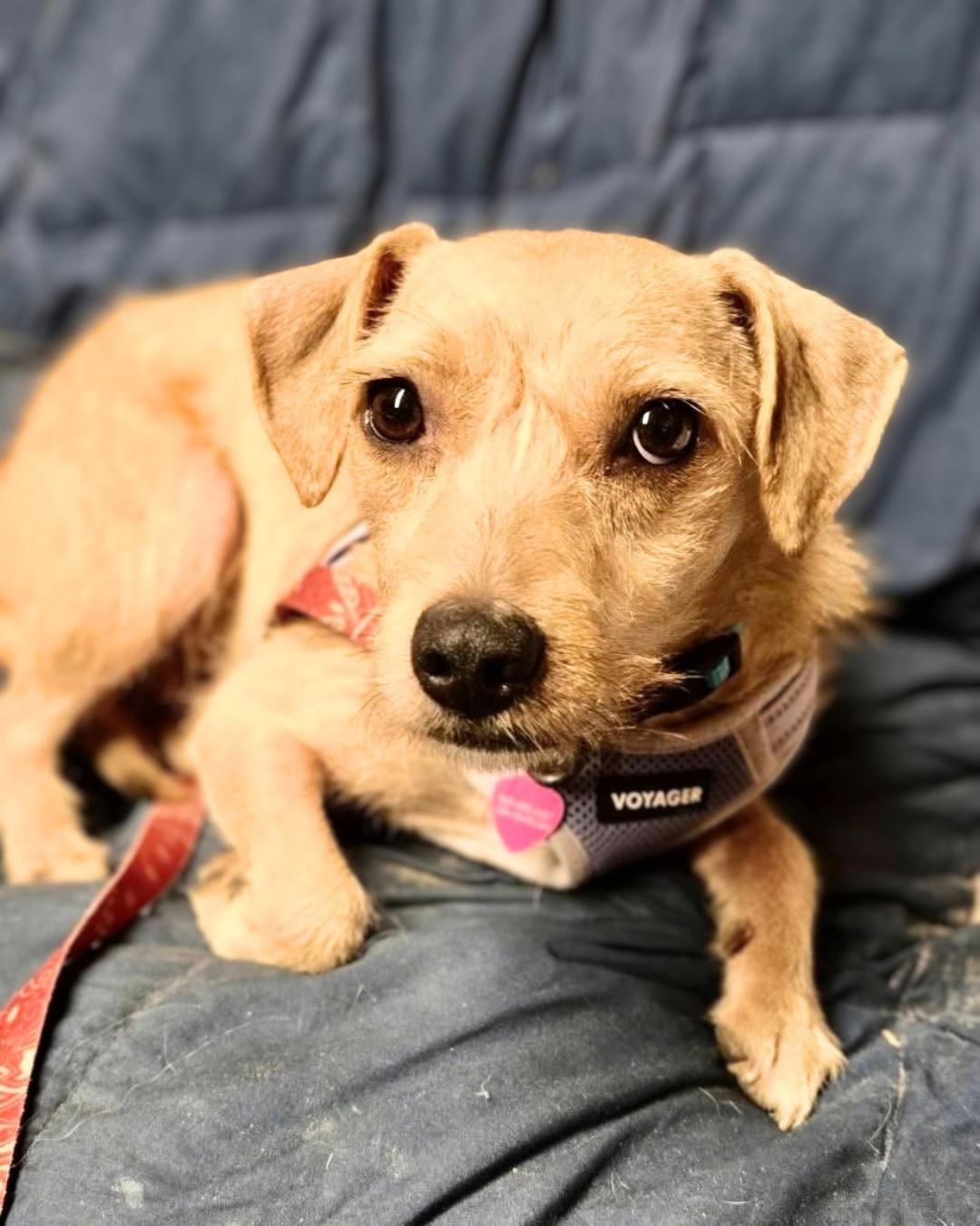 Enlarge Mother, a Adoptable mixed breed in New York, NY image 2/6
