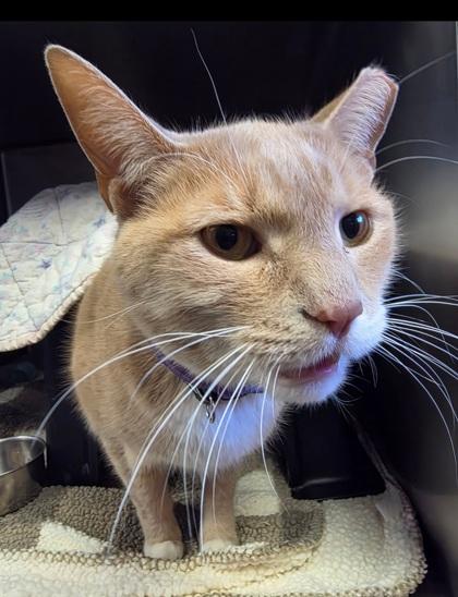 Marley, Adoptable, Adult Male Domestic Short Hair & Domestic Short Hair.