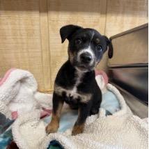 Sunscreen, a Adoptable mixed breed in Jersey City, NJ image 2/6