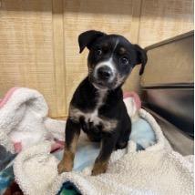 Sunscreen, a Adoptable mixed breed in Jersey City, NJ image 4/6